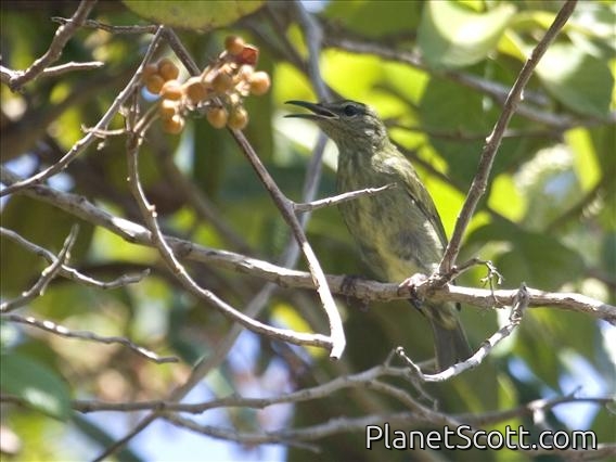 Red-legged Honeycreeper (Cyanerpes cyaneus) - Female
