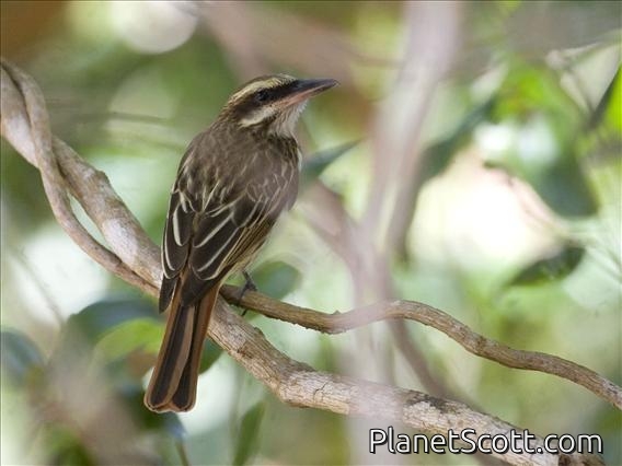 Streaked Flycatcher (Myiodynastes maculatus)
