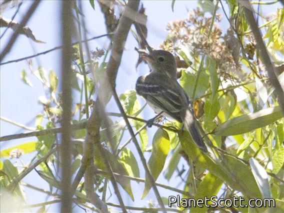 Northern Scrub-Flycatcher (Sublegatus arenarum)