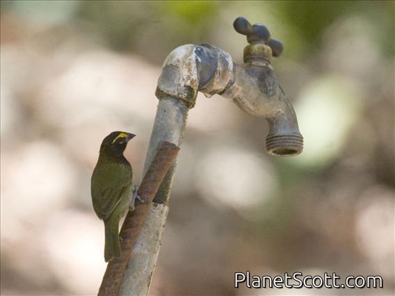 Yellow-faced Grassquit (Tiaris olivacea)