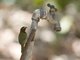 Yellow-faced Grassquit (Tiaris olivacea)