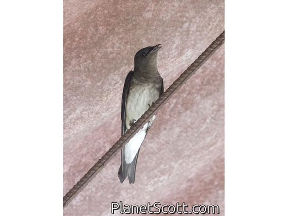 Grey-breasted Martin (Progne chalybea)