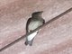 Grey-breasted Martin (Progne chalybea)