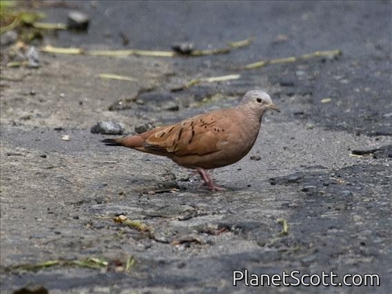 Ruddy Ground-Dove (Columbina talpacoti) - Male