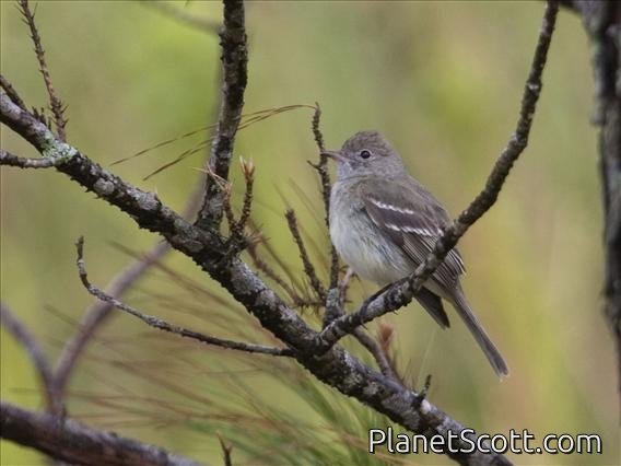 Lesser Elaenia (Elaenia chiriquensis)