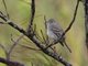Lesser Elaenia (Elaenia chiriquensis)