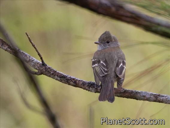 Lesser Elaenia (Elaenia chiriquensis)