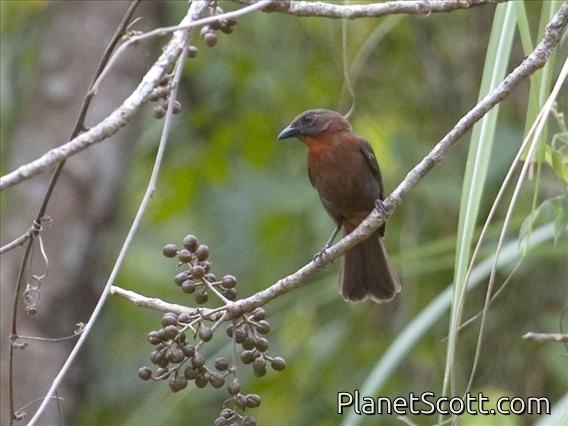 Red-throated Ant-Tanager (Habia fuscicauda) - Male