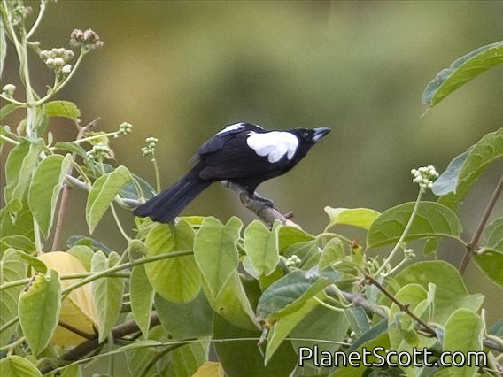 White-shouldered Tanager (Tachyphonus luctuosus)