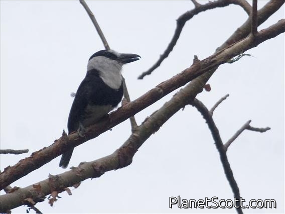 White-necked Puffbird (Notharchus macrorhynchos)