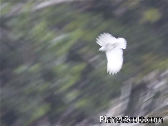 Black-tipped Cotinga (Carpodectes hopkei)