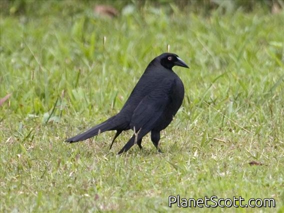 Giant Cowbird (Scaphidura oryzivora)