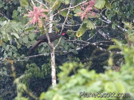 Crested Guan