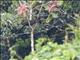 Crested Guan