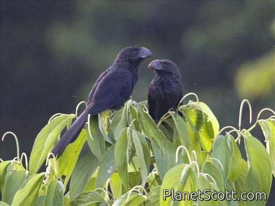 Smooth-billed Ani (Crotophaga ani)