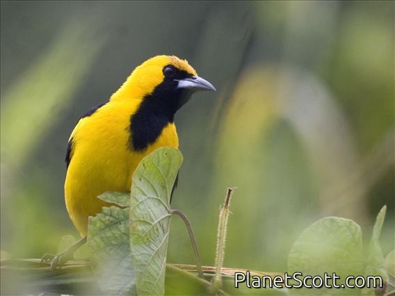 Yellow-tailed Oriole (Icterus mesomelas)