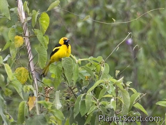 Yellow-tailed Oriole (Icterus mesomelas)