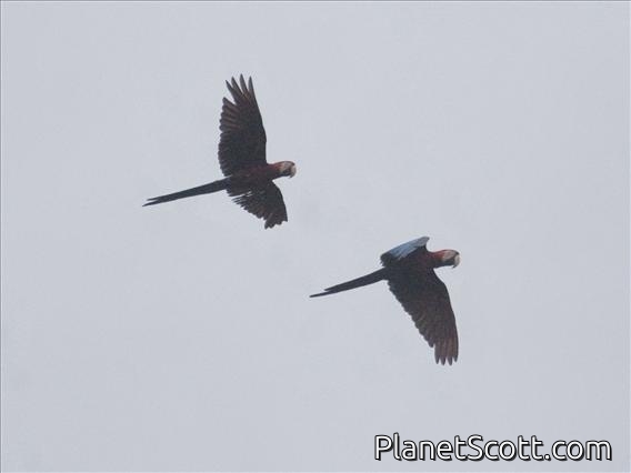Red-and-green Macaw (Ara chloropterus)