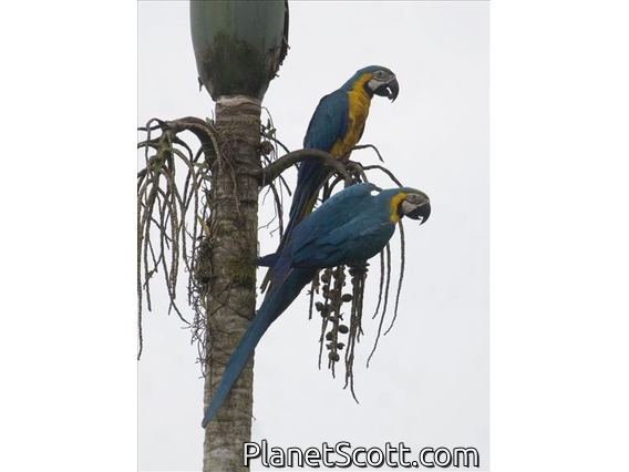 Blue-and-yellow Macaw (Ara ararauna)