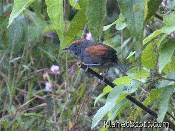 Slaty Spinetail (Synallaxis brachyura)