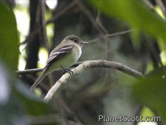 Acadian Flycatcher (Empidonax virescens)