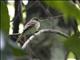 Acadian Flycatcher (Empidonax virescens)