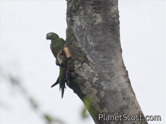 Chestnut-fronted Macaw (Ara severa)