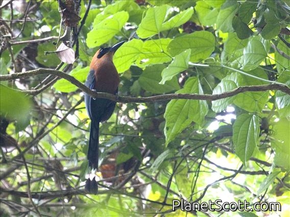 Rufous Motmot (Baryphthengus martii)