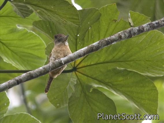 Barred Puffbird (Nystalus radiatus)