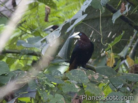 Chestnut-headed Oropendola (Psarocolius wagleri)