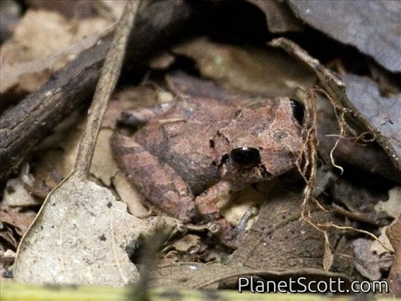 Rainforest Frog (Pristimantis-taeniatus)