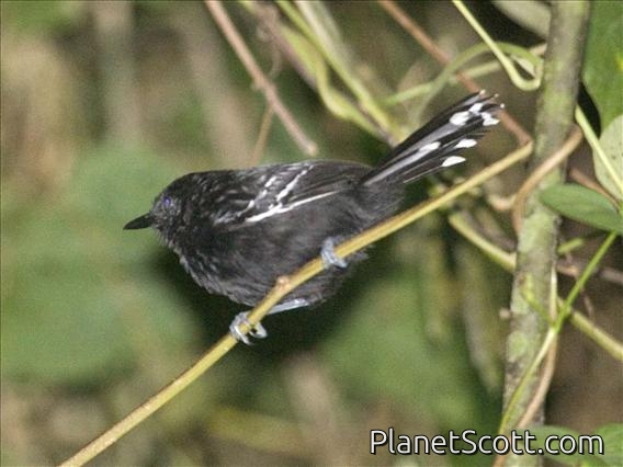 White-flanked Antwren(Myrmotherula axillaris)