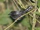 White-flanked Antwren(Myrmotherula axillaris)