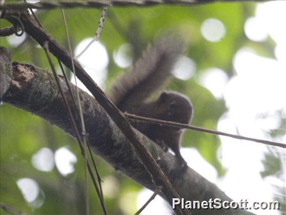 Alfaro's Pygmy Squirrel (Microsciurus alfari)