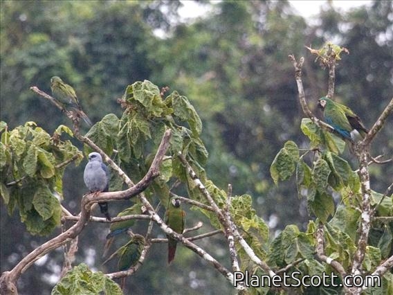 Plumbeous Kite (Ictinia plumbea) and Chestnut Fronted Macaws