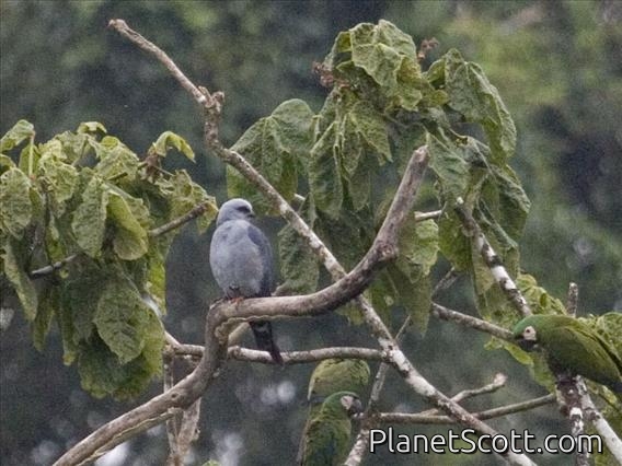 Plumbeous Kite (Ictinia plumbea)
