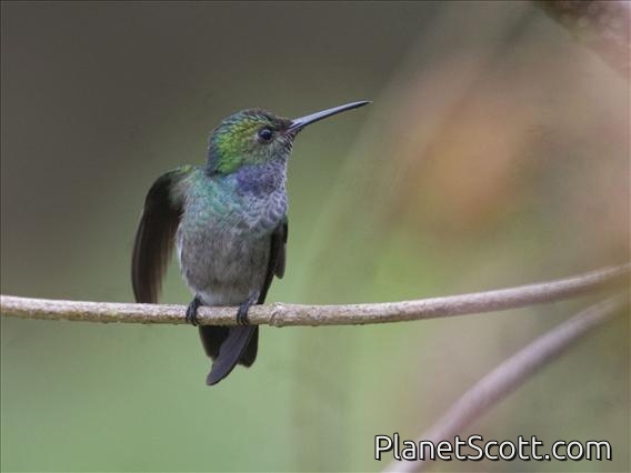 Blue-chested Hummingbird (Amazilia amabilis)