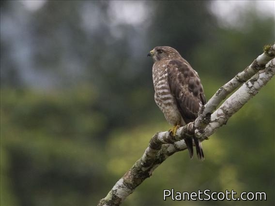 Broad-winged Hawk (Buteo platypterus)