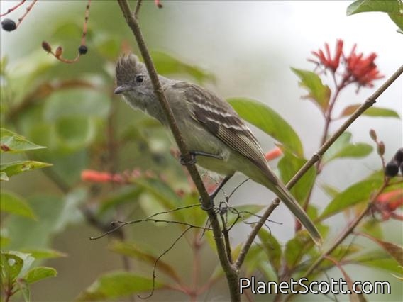 Yellow-bellied Elaenia (Elaenia flavogaster)