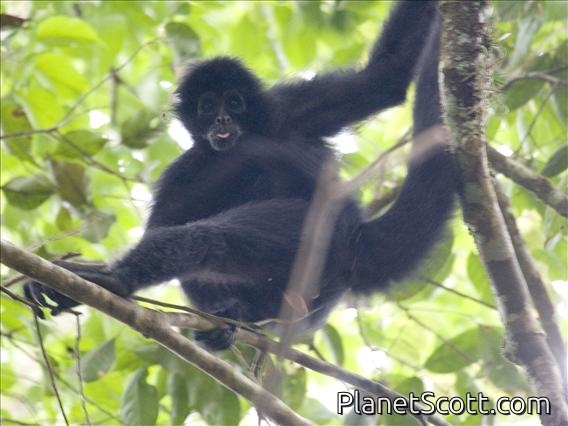 Brown-headed Spider Monkey (Ateles fusciceps)