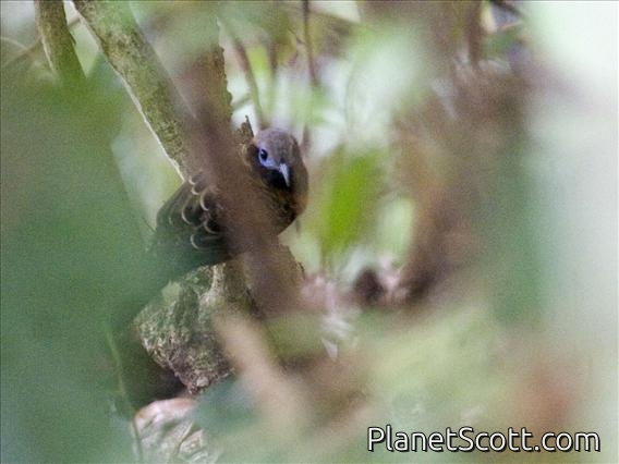 Ocellated Antbird (Phaenostictus mcleannani)