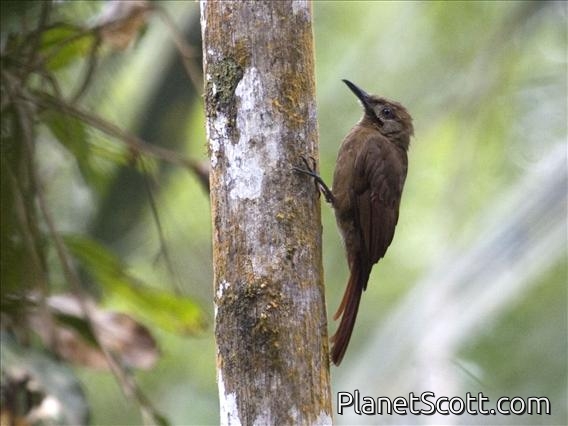 Plain-brown Woodcreeper (Dendrocincla fuliginosa)
