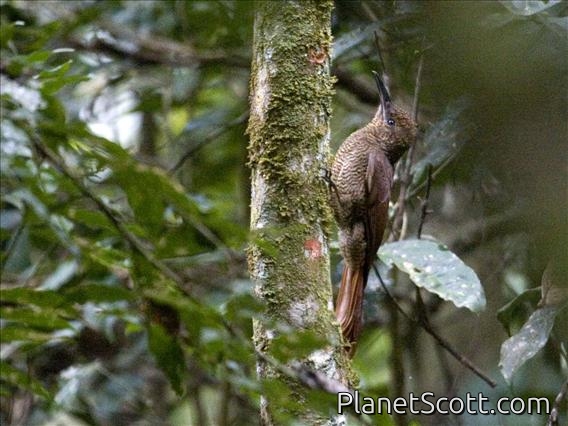 Northern Barred Woodcreeper (Dendrocolaptes sanctithomae)