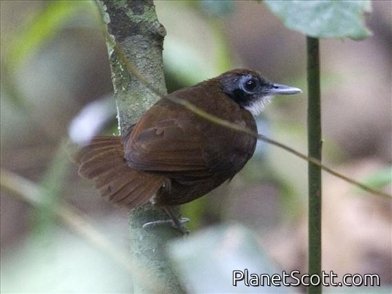 Bicolored Antbird (Gymnopithys bicolor)