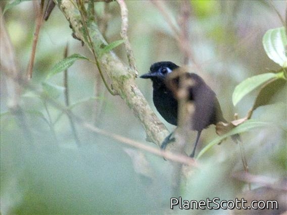 Zeledon's Antbird (Hafferia zeledoni)