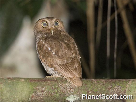 Vermiculated Screech-Owl (Megascops centralis)