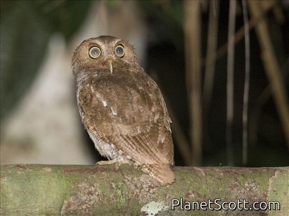 Vermiculated Screech-Owl (Otus vermiculatus)