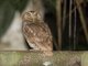 Choco Screech-Owl (Megascops centralis)