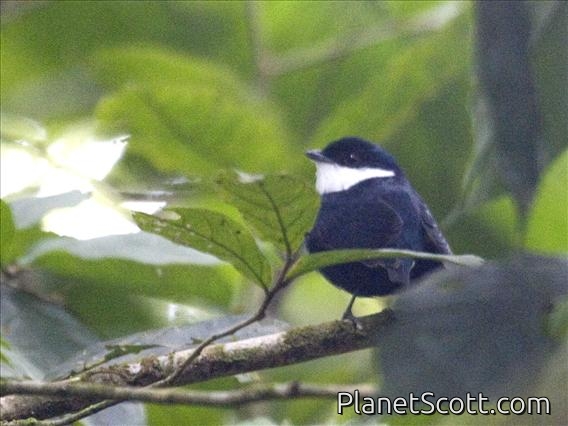 White-ruffed Manakin (Corapipo altera) - Male