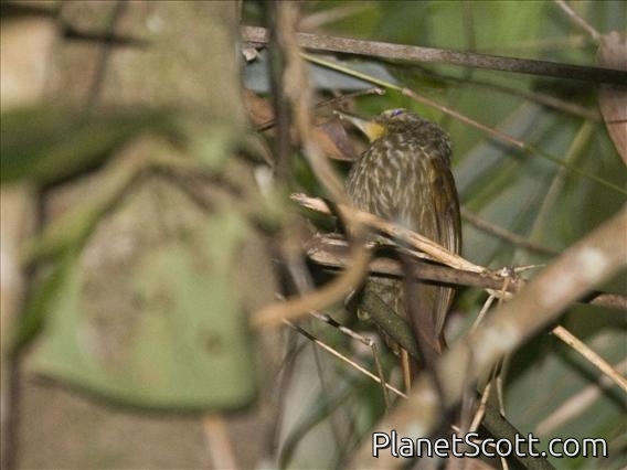 Lineated Foliage-gleaner (Syndactyla subalaris)